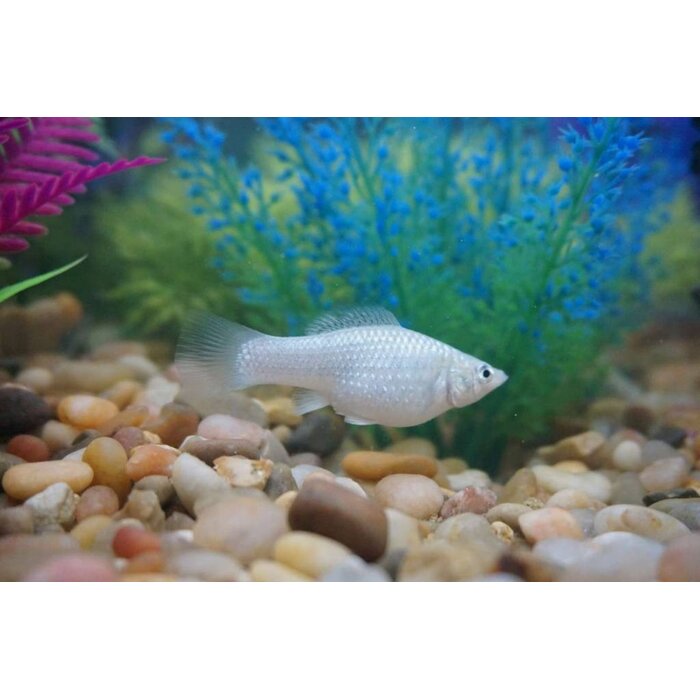 Poecilia Sphenops - Zilver Molly