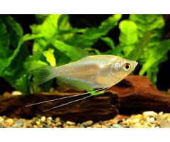 Trichogaster Microlepis - Zilver Gourami