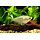 Trichogaster Microlepis - Zilver Gourami