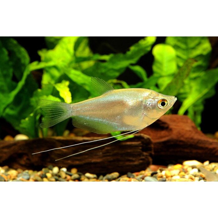 Trichogaster Microlepis - Zilver Gourami