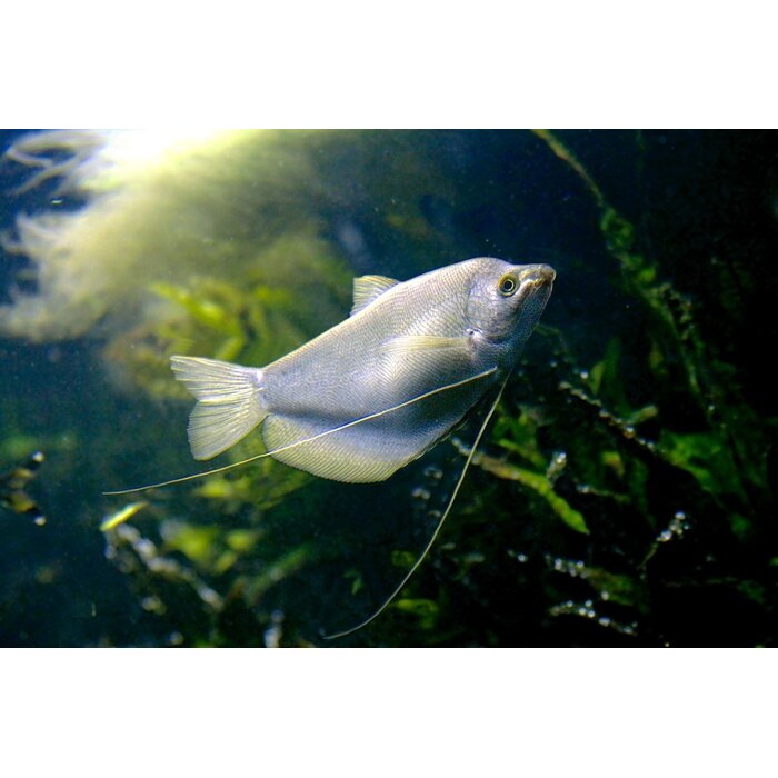 Trichogaster Microlepis - Zilver Gourami