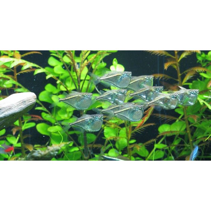 Carnegiella Marthae - Zilver Bijlzalm