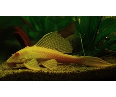 Glyptoperichthys Gibbiceps Gold - Zeilvin Pleco Goud