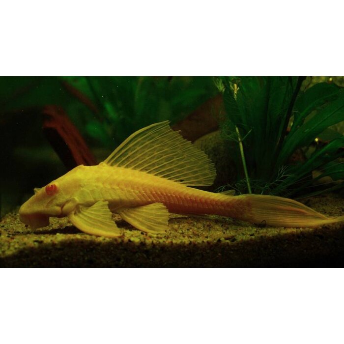 Glyptoperichthys Gibbiceps Gold - Zeilvin Pleco Goud