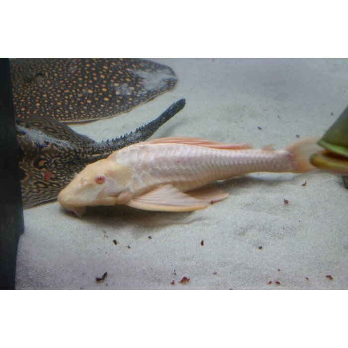 Glyptoperichthys Gibbiceps Gold - Zeilvin Pleco Goud