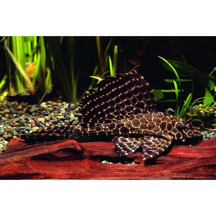 Glyptoperichthys Gibbiceps - Zeilvin Pleco