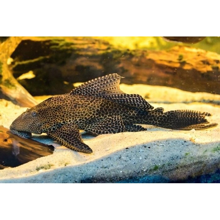 Glyptoperichthys Gibbiceps - Zeilvin Pleco