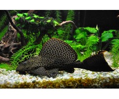 Glyptoperichthys Gibbiceps - Zeilvin Pleco