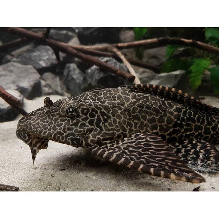 Glyptoperichthys Gibbiceps - Zeilvin Pleco