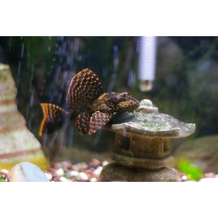 Glyptoperichthys Gibbiceps - Zeilvin Pleco