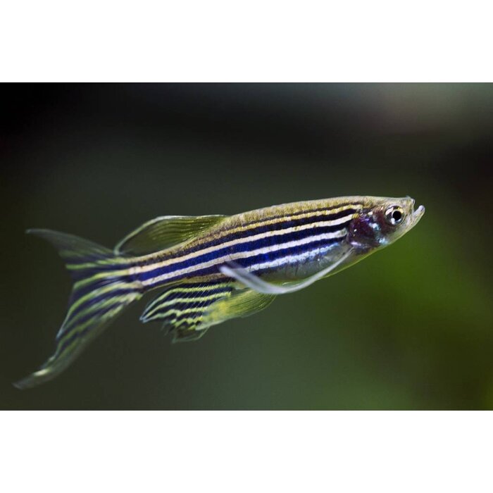 Brachydanio Rerio - Zebra Danio
