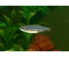Brachydanio Rerio - Zebra Danio