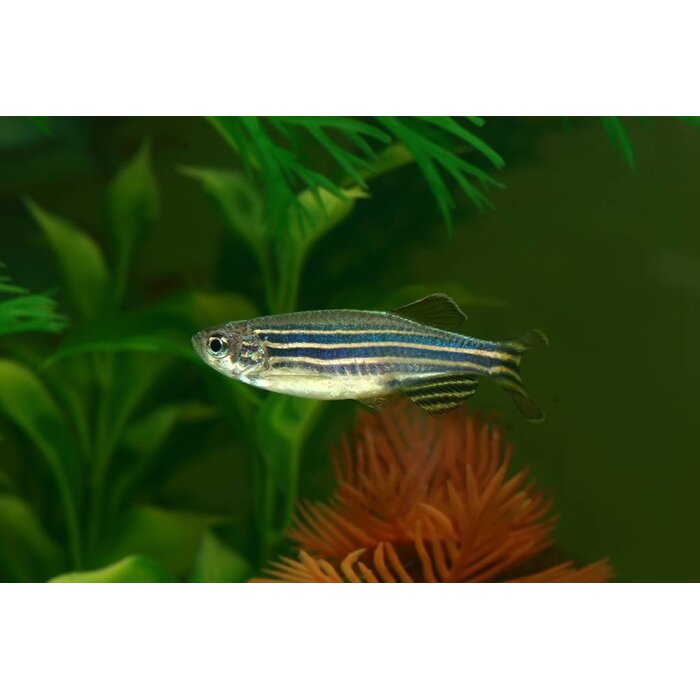 Brachydanio Rerio - Zebra Danio