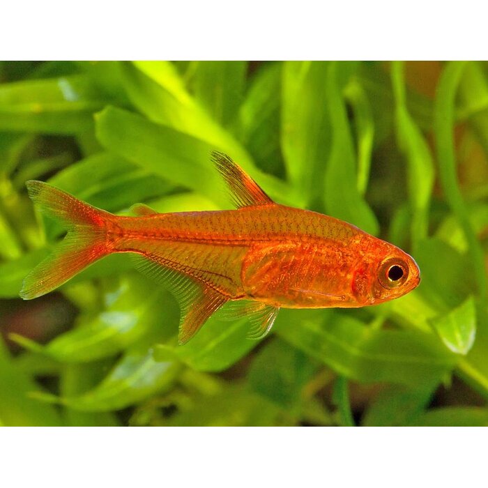 Hyphessobrycon Amandae - Vuurtetra