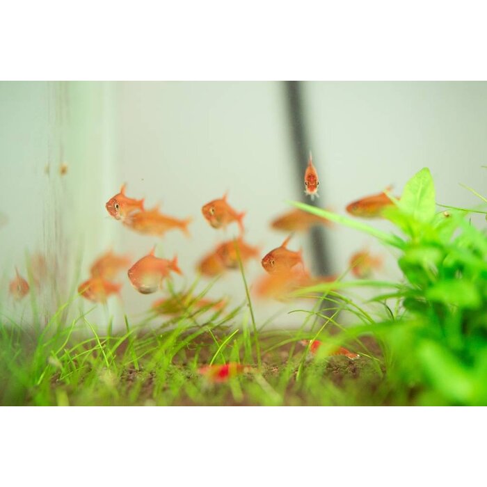 Hyphessobrycon Amandae - Vuurtetra