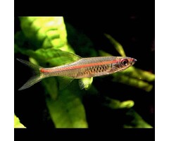Rasbora Pauciperforata - Vuurstreep Rasbora