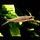 Rasbora Pauciperforata - Vuurstreep Rasbora