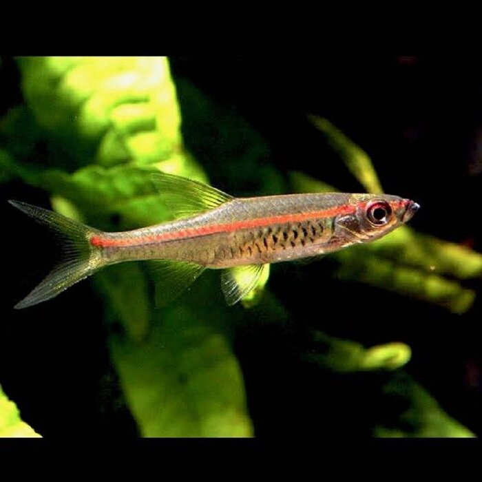 Rasbora Pauciperforata - Vuurstreep Rasbora