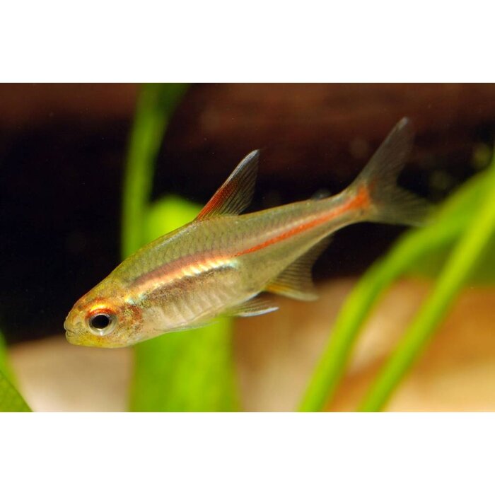 Hemigrammus Erythrozonus - Vuurneon