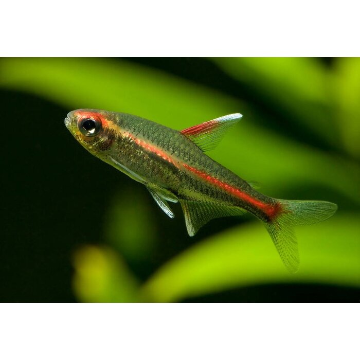 Hemigrammus Erythrozonus - Vuurneon