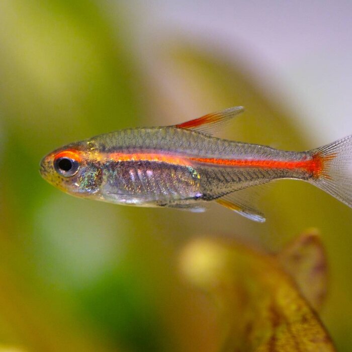 Hemigrammus Erythrozonus - Vuurneon