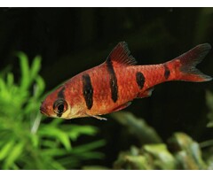 Barbus Pentazona - Vijfstreep Barbeel