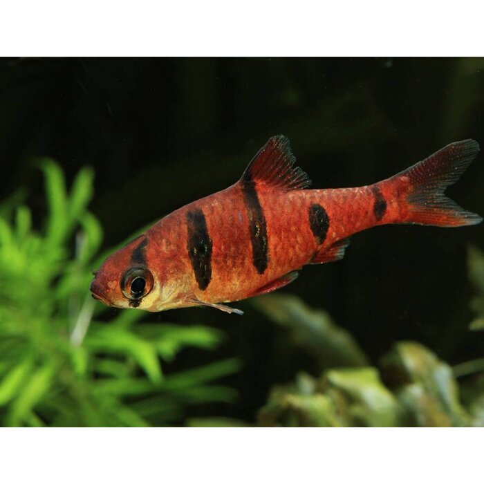 Barbus Pentazona - Vijfstreep Barbeel