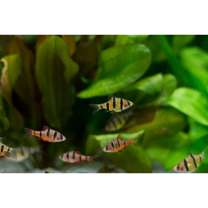 Barbus Pentazona - Vijfstreep Barbeel