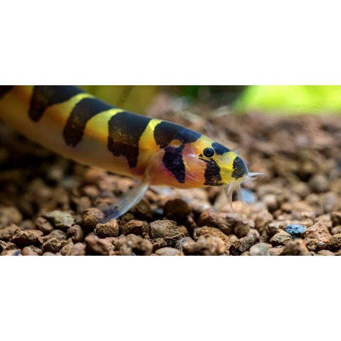 Pangio Kuhlii Myersi - Tijger Kuhlii