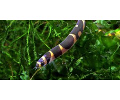 Pangio Kuhlii Myersi - Tijger Kuhlii