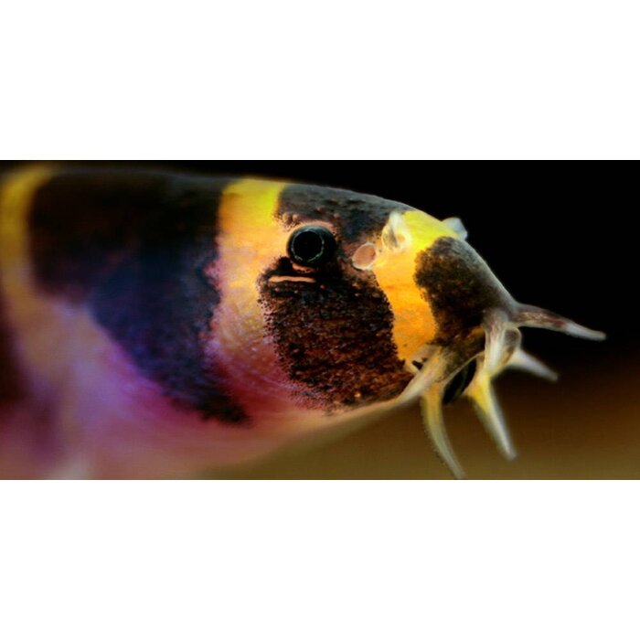 Pangio Kuhlii Myersi - Tijger Kuhlii