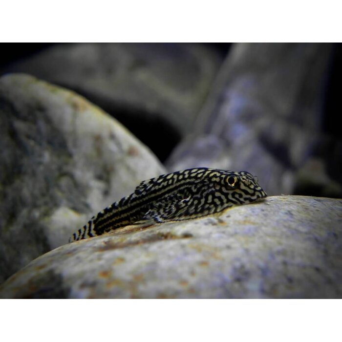 Sewellia Lineolata - Tijger Gastromyzon 5/6cm
