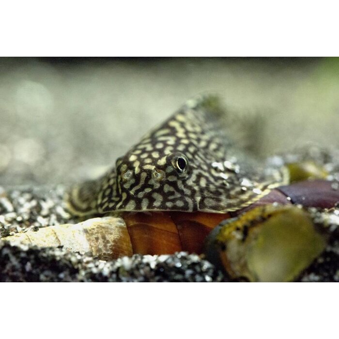 Sewellia Lineolata - Tijger Gastromyzon 5/6cm