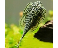 Sewellia Lineolata - Tijger Gastromyzon 3/4cm