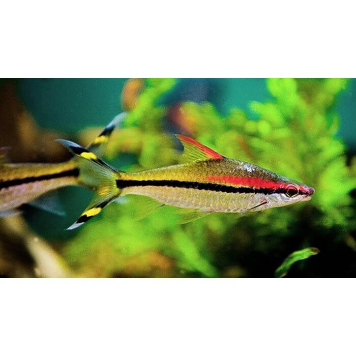 Puntius Denisonii - Torpedobarbeel