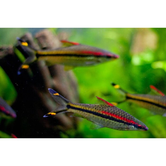 Puntius Denisonii - Torpedobarbeel