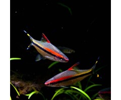 Puntius Denisonii - Torpedobarbeel