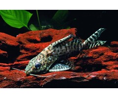 Synodontis Velifer