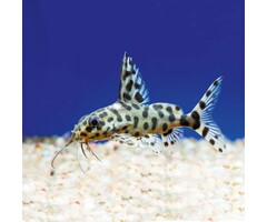 Synodontis Valentiana