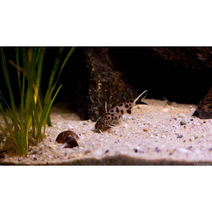 Synodontis Petricola / Lucipinnis - Dwergmeerval