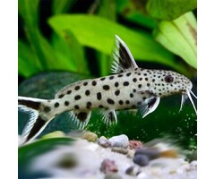 Synodontis Petricola / Lucipinnis - Dwergmeerval