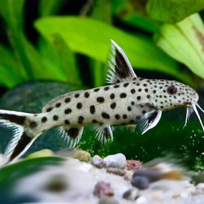 Synodontis Petricola / Lucipinnis - Dwergmeerval