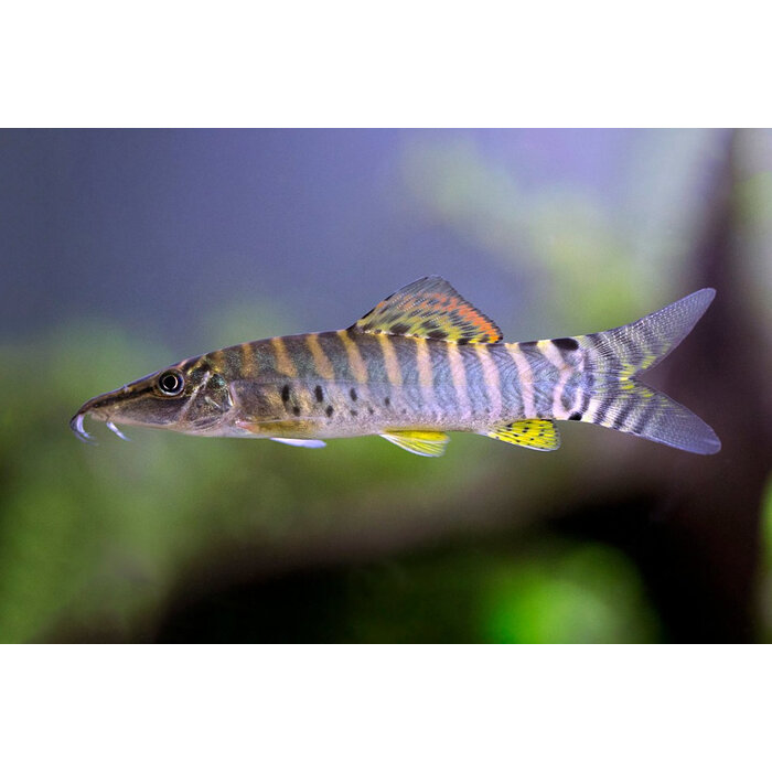 Syncrossus Helodus - Tijger Botia