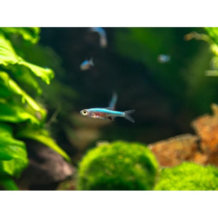 Sundadanio Axelrodi Neon Blue - Rasbora Axelrodi Neon Blue