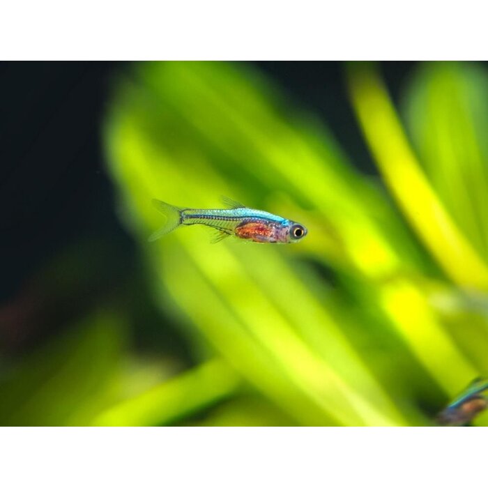 Sundadanio Axelrodi Neon Blue - Rasbora Axelrodi Neon Blue