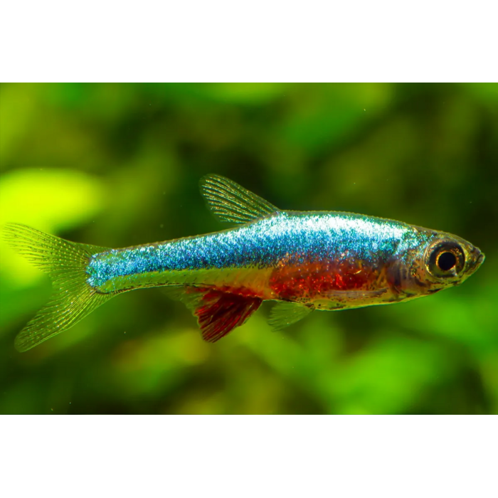 Sundadanio Axelrodi Neon Blue - Rasbora Axelrodi Neon Blue
