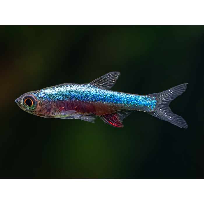 Sundadanio Axelrodi Neon Blue - Rasbora Axelrodi Neon Blue