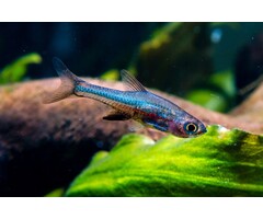 Sundadanio Axelrodi Neon Blue - Rasbora Axelrodi Neon Blue