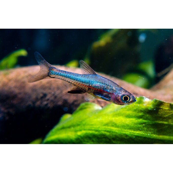 Sundadanio Axelrodi Neon Blue - Rasbora Axelrodi Neon Blue