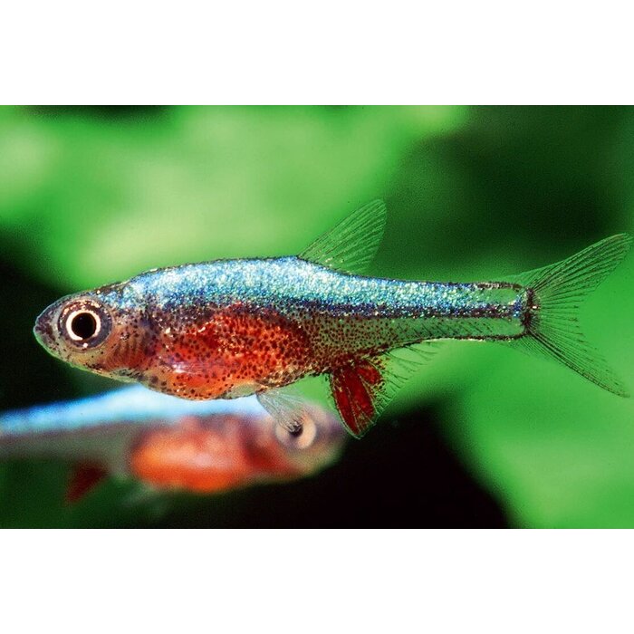 Sundadanio Axelrodi Neon Blue - Rasbora Axelrodi Neon Blue